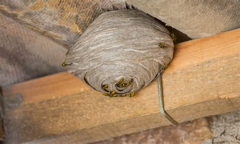 wasp nest diy